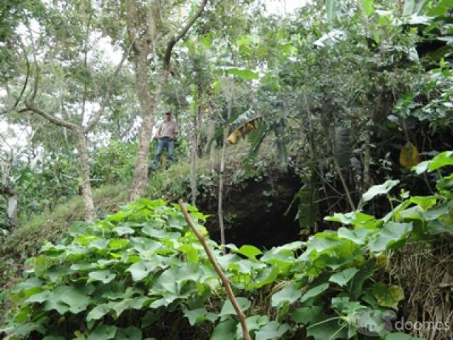 Vendo finca de cafe con todas sus mejoras - 1