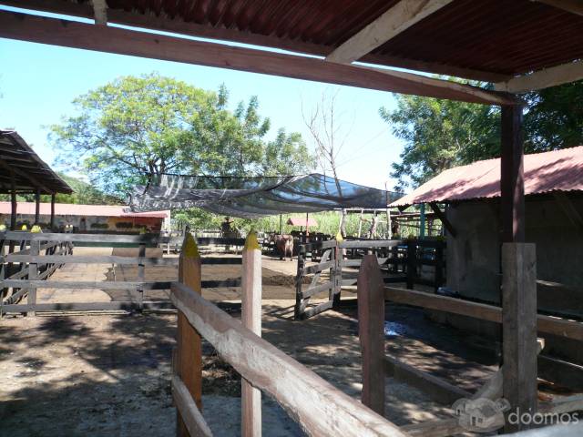 Finca Ganadera - 2