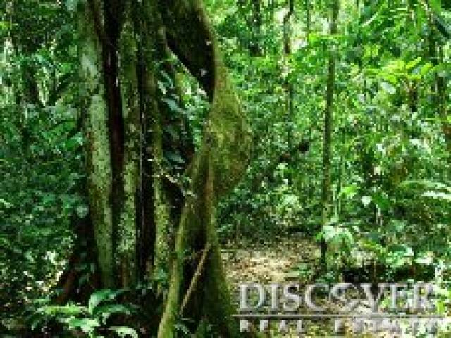 ID7116 - Finca en Venta en RAAS, Nicaragua - 1