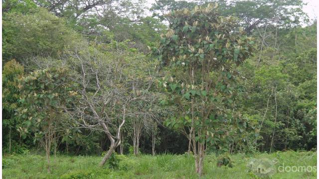 Se vende preciosa finca cerca de La Gateada Chontales - 1